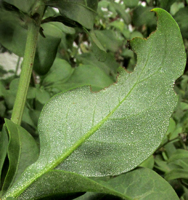 Cape Leadwort, PLUMBAGO AURICULATA, white spots, salt gland or chalk gland residue, on leaf undersurface