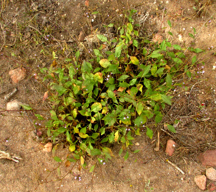 PLUMBAGO PULCHELLA, in habitat