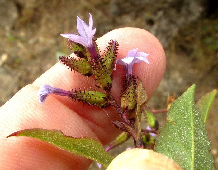 PLUMBAGO PULCHELLA, inflorescence