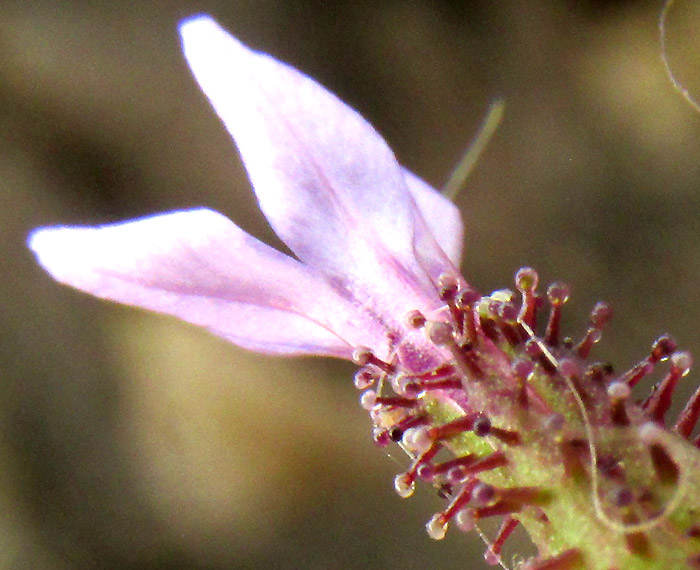 PLUMBAGO PULCHELLA, calyx glands