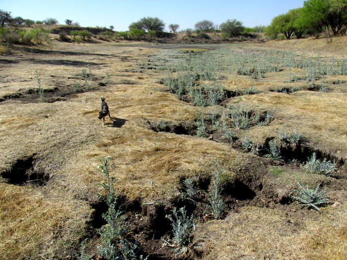 gully erosion in dry-season silty sediment