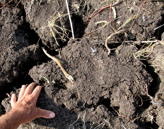 deep, wide, drought-caused polygonal cracks