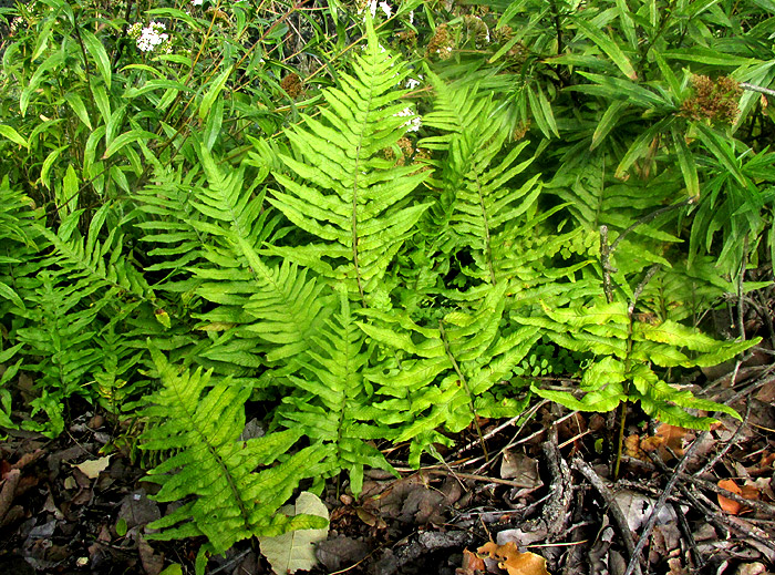 POLYPODIUM PLESIOSORUM, in habitat