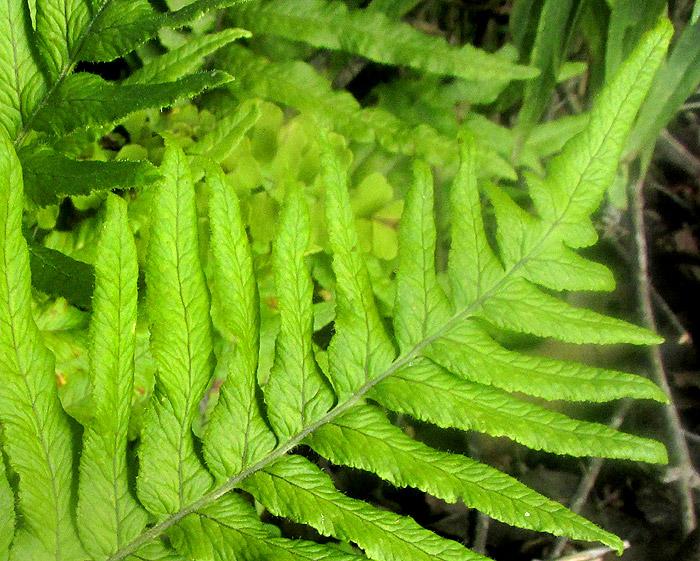 POLYPODIUM PLESIOSORUM, blade tip