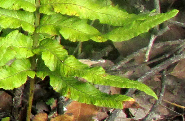 POLYPODIUM PLESIOSORUM, blade lower lobes