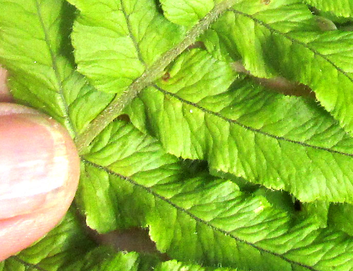 POLYPODIUM PLESIOSORUM, blade venation, and hairs.