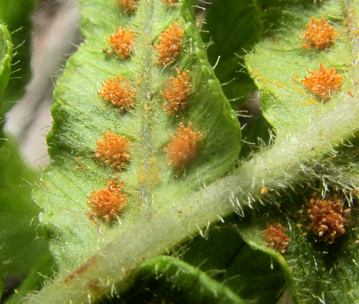 POLYPODIUM PLESIOSORUM, mature sori