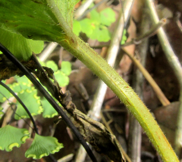 POLYPODIUM PLESIOSORUM, stipe with hairy groove