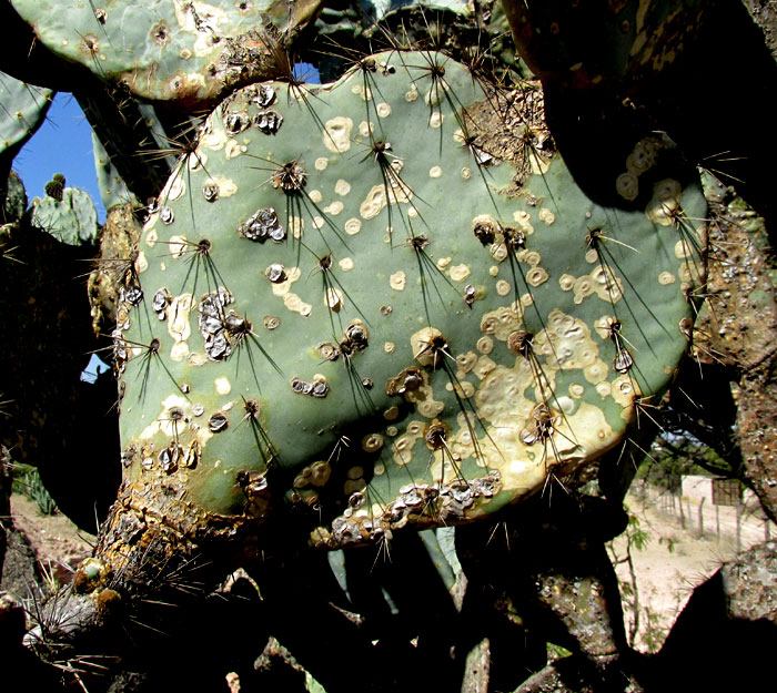 white spots on Opuntia streptacantha caused by Pricklypear Bug, CHELINIDEA cf. TABULATA