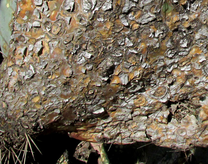 white spots close up, on Opuntia streptacantha caused by Pricklypear Bug, CHELINIDEA cf. TABULATA