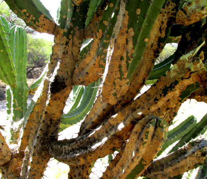 white spots close up, on Myrtillocactus geometrizans caused by Pricklypear Bug, CHELINIDEA cf. TABULATA