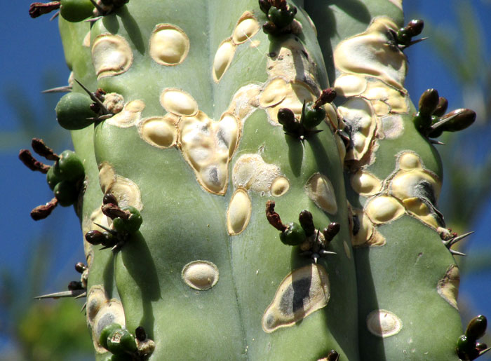white spots close up, on Myrtillocactus geometrizans caused by Pricklypear Bug, CHELINIDEA cf. TABULATA