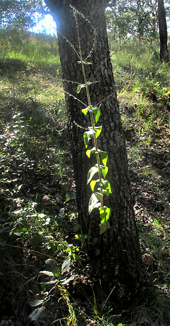 PRIVA MEXICANA, fruiting in habitat