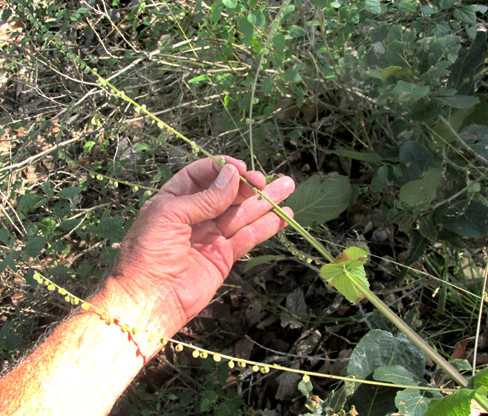 PRIVA MEXICANA, inflorescences