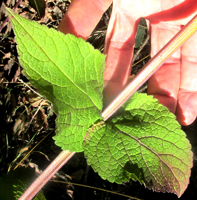 PRIVA MEXICANA, leaves and strongly squared stems