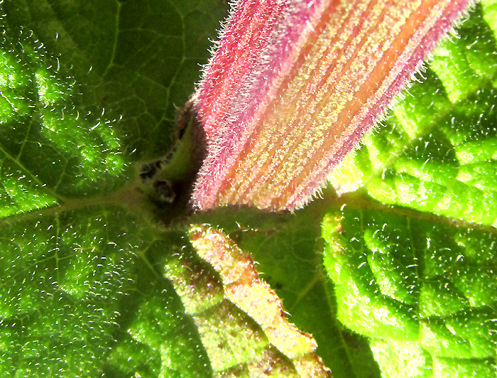 PRIVA MEXICANA, leaf bases, hooked hairs on squared stem