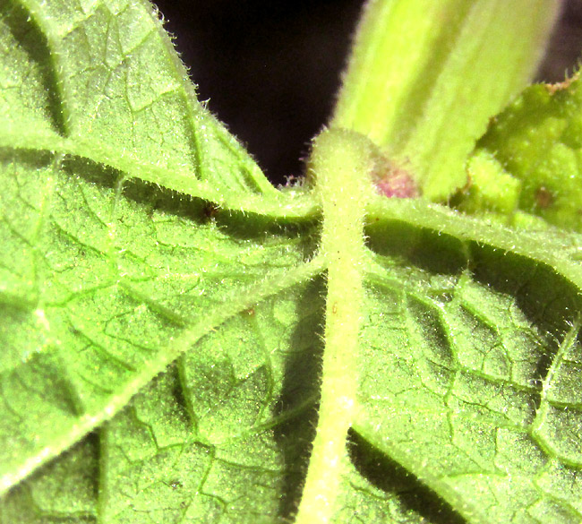 PRIVA MEXICANA, hairy leaf undersurface