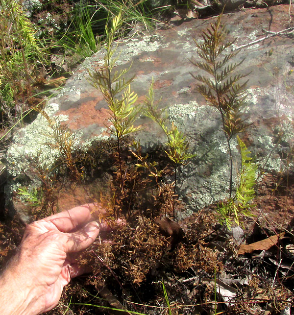 PTERIS {MILDELLA} FALLAX, in habitat