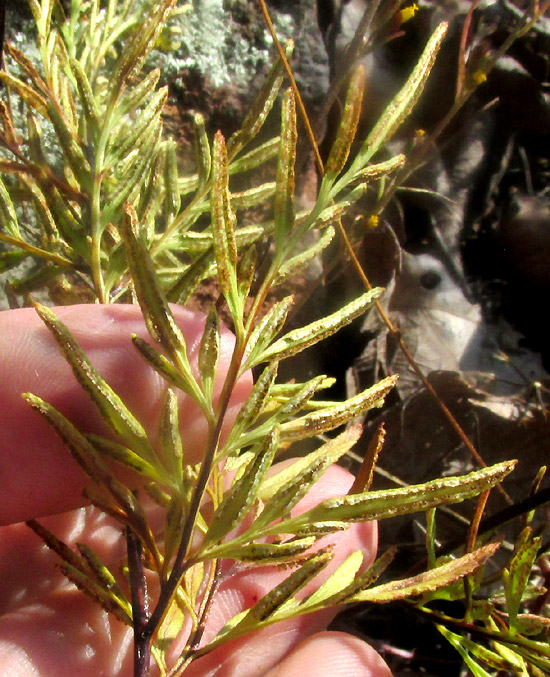 PTERIS {MILDELLA} FALLAX, frond undersurface with many sporangia