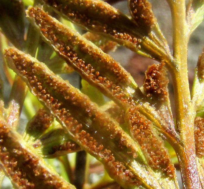 PTERIS {MILDELLA} FALLAX, frond undersurface with many sporangia