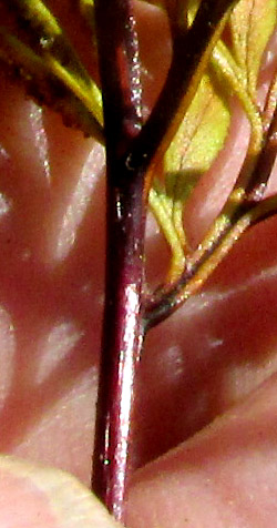 PTERIS {MILDELLA} FALLAX, frond undersurface with many sporangia