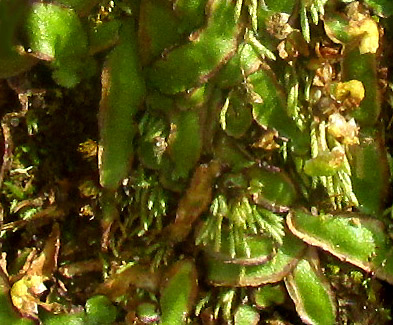 Hemispheric Liverwort, REBOULIA HEMISPHAERICA, gynoecium