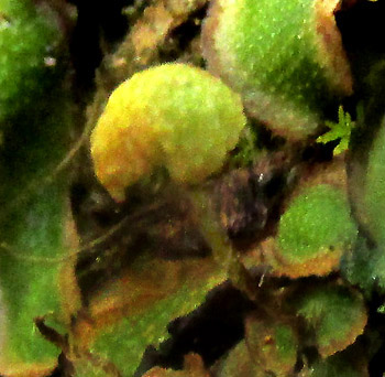 Hemispheric Liverwort, REBOULIA HEMISPHAERICA, gynoecium