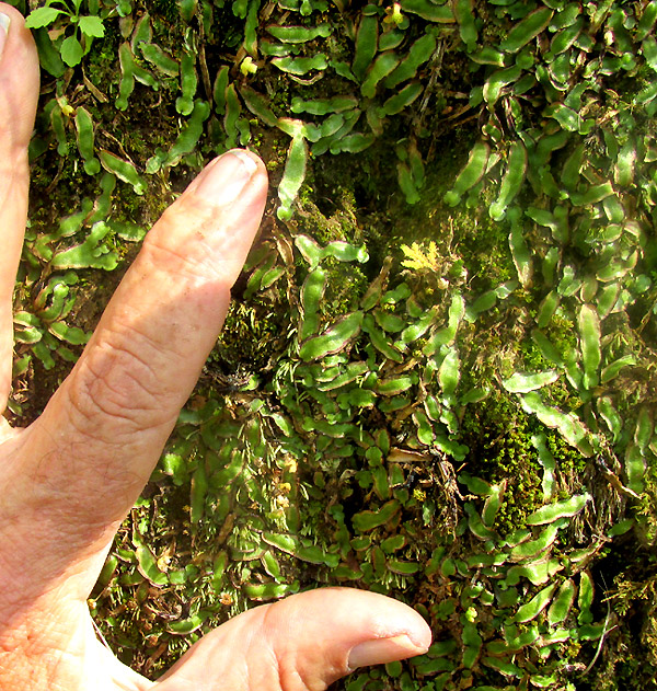 Hemispheric Liverwort, REBOULIA HEMISPHAERICA, on shaded, vertical gully wall