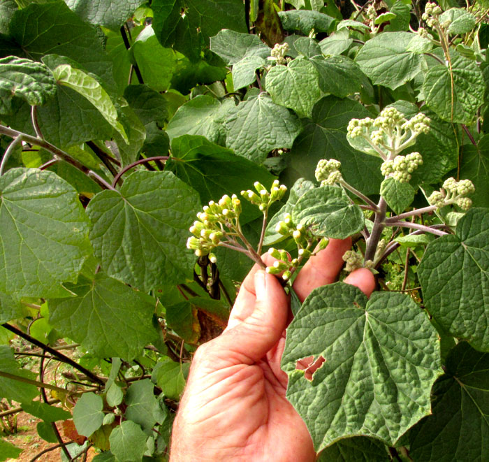 ROLDANA ANGULIFOLIA, habitat, leafy stems with flowers