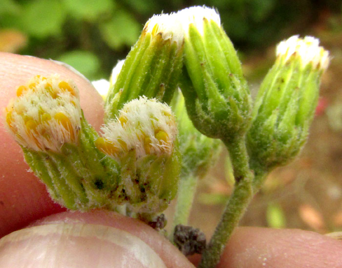 ROLDANA ANGULIFOLIA, capitula showing phyllaries