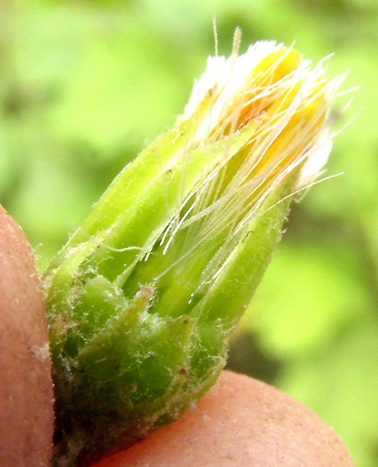 ROLDANA ANGULIFOLIA, opened capitulum showing pappi