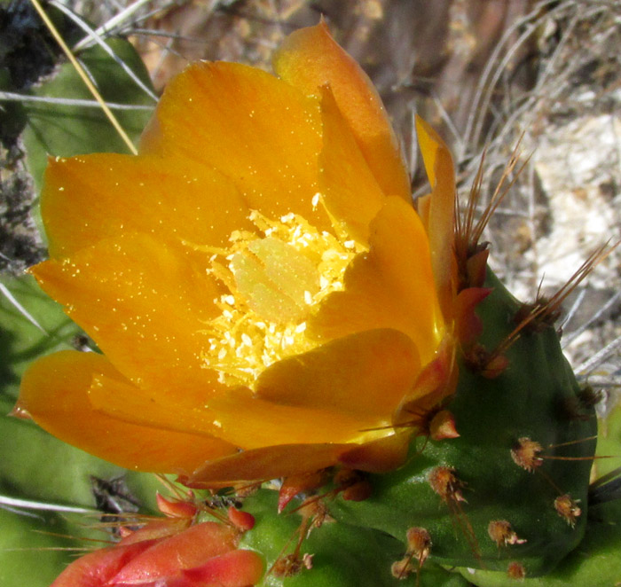 OPUNTIA RZEDOWSKII, flower from above