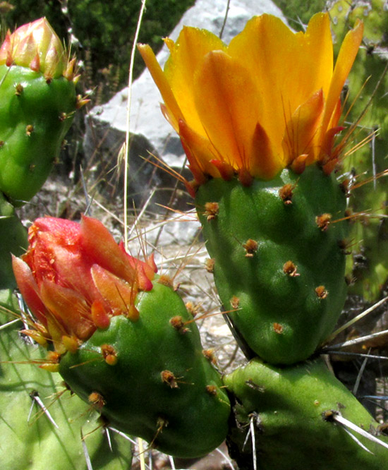 OPUNTIA RZEDOWSKII, flower and ovary from side