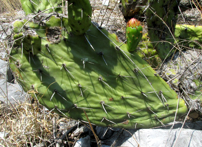 OPUNTIA RZEDOWSKII, pad stem segment