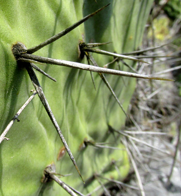 OPUNTIA RZEDOWSKII, areole and spines