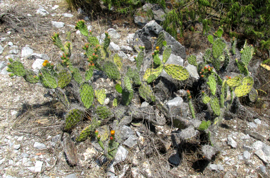 OPUNTIA RZEDOWSKII, low, branching, bushy form