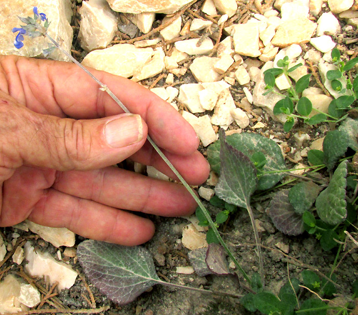 SALVIA HIRSUTA, plant in habitat