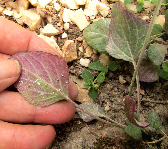 SALVIA HIRSUTA, flower close-up