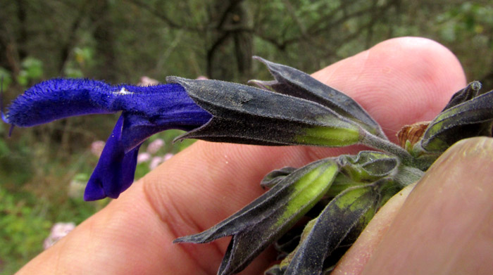 Mexican Sage, SALVIA MEXICANA, flower from side