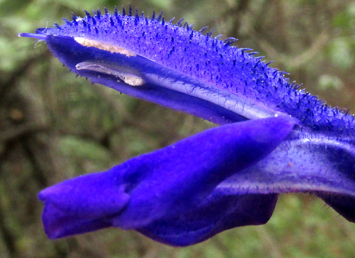 Mexican Sage, SALVIA MEXICANA, hairy corolla top and anthers