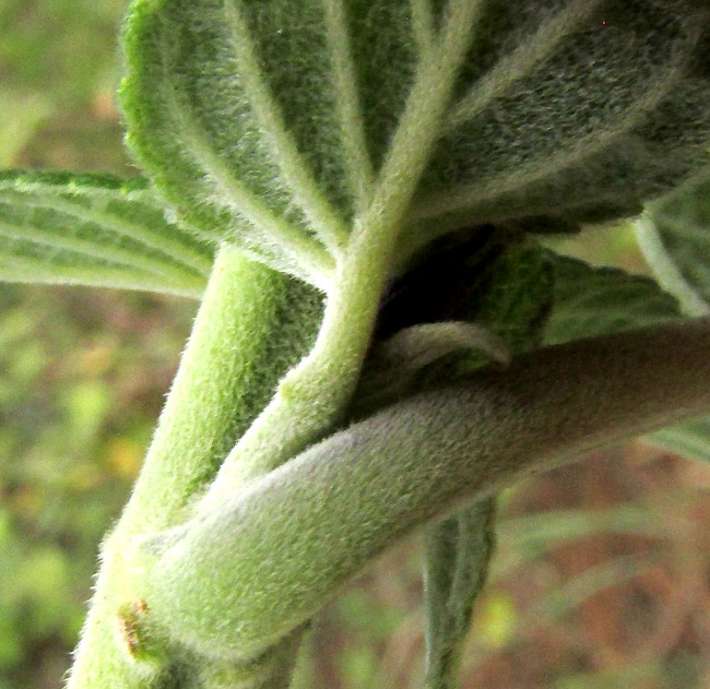 Mexican Sage, SALVIA MEXICANA, hairy stem, petiole and leaf underside