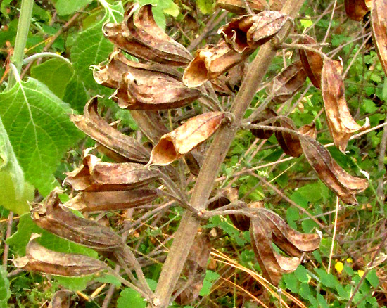 Mexican Sage, SALVIA MEXICANA, dried raceme close-up