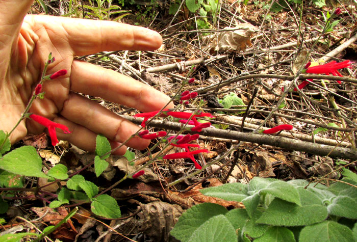 Pineapple Sage, SALVIA ELEGANS, plant in habitat