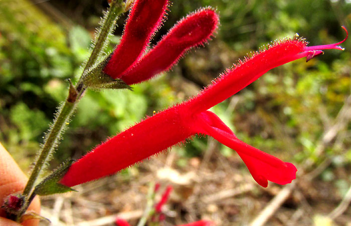 Pineapple Sage, SALVIA ELEGANS, flower