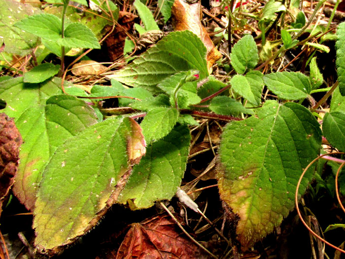 Pineapple Sage, SALVIA ELEGANS, stem leaves