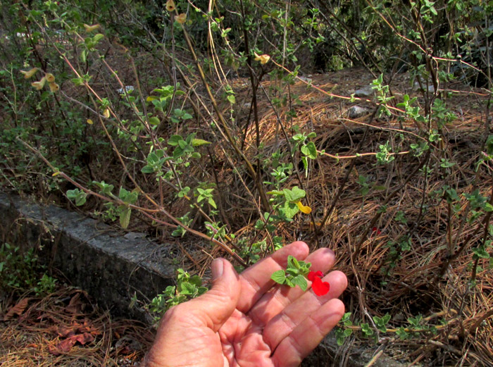 SALVIA MICROPHYLLA, habitat