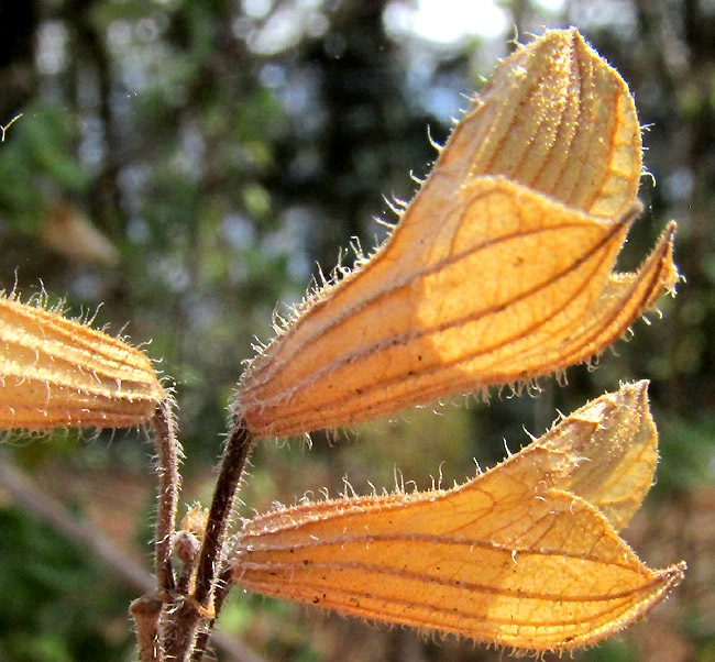 SALVIA MICROPHYLLA, previous season's calyxes