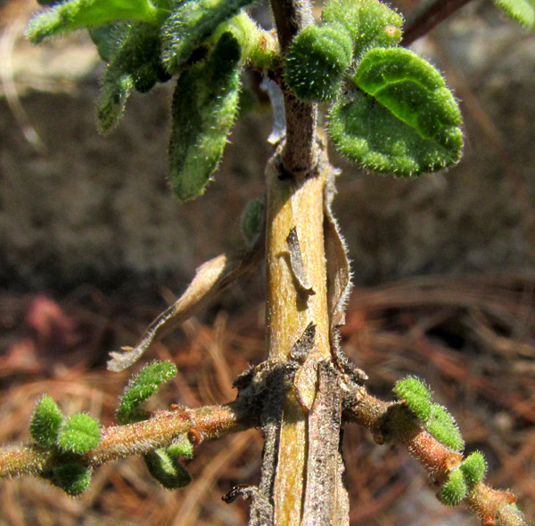 SALVIA MICROPHYLLA, woody stem with exfoliating bark