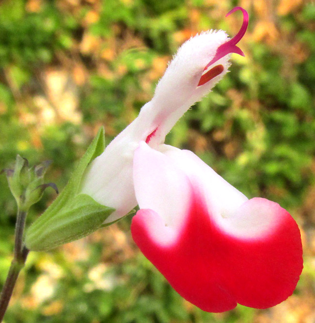 SALVIA MICROPHYLLA, 'Hot Lips' cultivar