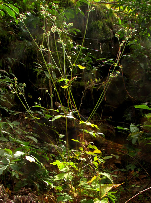 plant in habitat